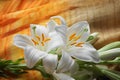 White Madonna lily flower, Royalty Free Stock Photo