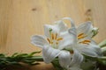 White Madonna lily flower, Royalty Free Stock Photo