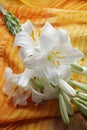White Madonna lily flower, Royalty Free Stock Photo