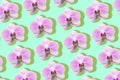 White and magenta orchids pattern on a mint blue background Royalty Free Stock Photo