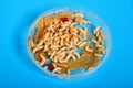 White maggots in a plastic box. common house fly Musca domestica worms Royalty Free Stock Photo