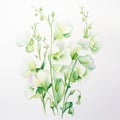 White Magic Sweet Pea Watercolor Illustration On White Background Royalty Free Stock Photo