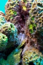 White Magnificent Feather Duster worm, Sabellastarte magnifica