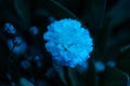 White magnificent flower in twilight blue light.