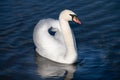 A white magnificent mute swan calmly swims on blue water in a lake. The swan has its wings slightly up