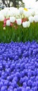 White magnificent tulips and arabian hyacinth in spring