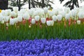 White magnificent tulips and arabian hyacinth in spring