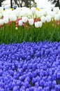 White magnificent tulips and arabian hyacinth in spring