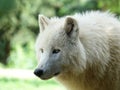 The white, magnificent and wild wolf