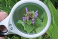 white magnifier in hand increases a small wild lilac flower Royalty Free Stock Photo