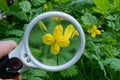 White magnifier in hand increases yellow celandine flower Royalty Free Stock Photo