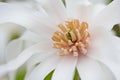 White magnolia Royalty Free Stock Photo