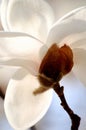 White magnolia