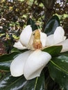 White Magnolia bloom partially open
