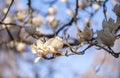 White magnolia blooming tree in a close up image