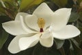 White magnolia blossom