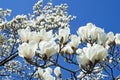 White magnolia blossom