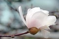 White Magnolia Blossom Royalty Free Stock Photo