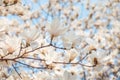 White magnolia blossom in april, branch over blue sky background, South Korea Royalty Free Stock Photo