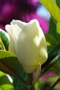 White Magnolia Blossom Royalty Free Stock Photo