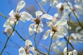 White magnolia blossom Royalty Free Stock Photo