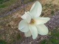 White magnolia blossom with green stamen and pistil