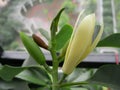 White magnolia blossom Royalty Free Stock Photo