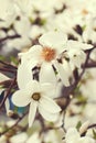 White magnolia blossom Royalty Free Stock Photo