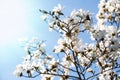 White magnolia blossom Royalty Free Stock Photo