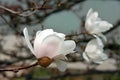 White Magnolia Blossoms