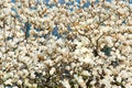 White magnolia blossoms floral background of spring Jeju