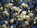 White magnolia blossoms in spring