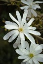 White Magnolia Blossoms in Spring Garden Royalty Free Stock Photo