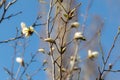 White magnolia buds blossom flowers closeup blue sky