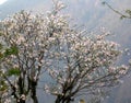White Magnolia Magnolia Campbellii Blossom