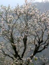 White Magnolia Magnolia Campbellii Blossom