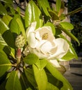 White Magnolia Royalty Free Stock Photo