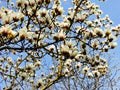 White Magnolia denudata blooming Royalty Free Stock Photo