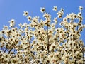 White Magnolia denudata blooming Royalty Free Stock Photo