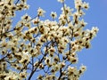 White Magnolia denudata blooming Royalty Free Stock Photo