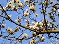 White Magnolia denudata blooming Royalty Free Stock Photo