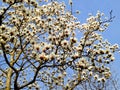 White Magnolia denudata blooming Royalty Free Stock Photo