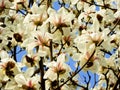 White Magnolia denudata blooming Royalty Free Stock Photo