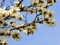 White Magnolia denudata blooming Royalty Free Stock Photo