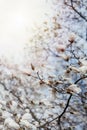 White magnolia dogwood tree flowers blooming spring background