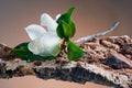 White magnolia flower Royalty Free Stock Photo