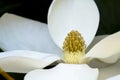 White magnolia flower