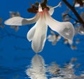 White magnolia flower Royalty Free Stock Photo