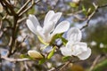 White magnolia flower Royalty Free Stock Photo