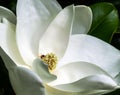 White magnolia flower and bee in a tree closeup Royalty Free Stock Photo